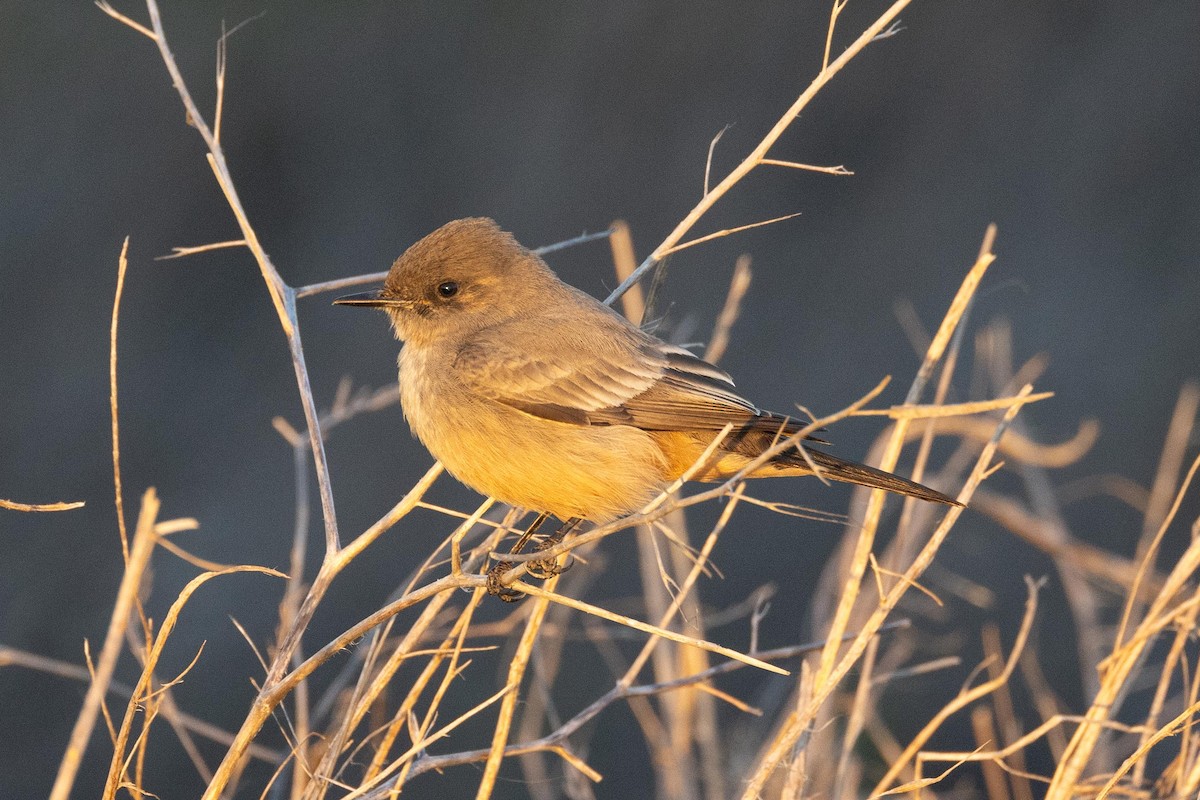 Say's Phoebe - ML614068746