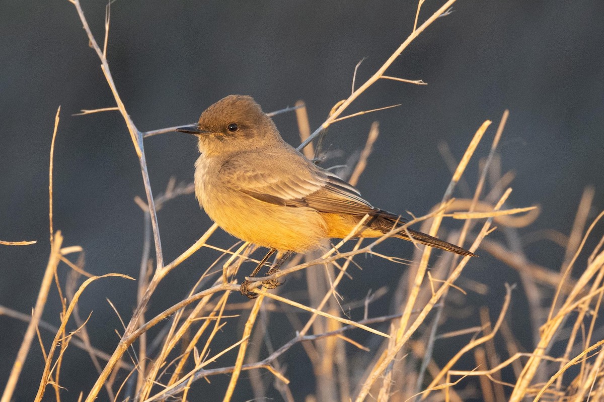 Say's Phoebe - ML614068747