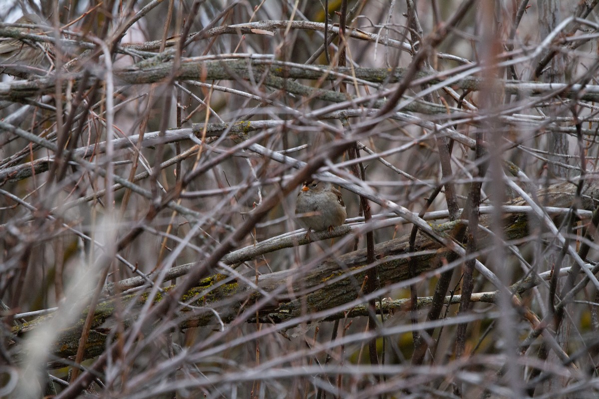 White-crowned Sparrow - Cedar Cunningham