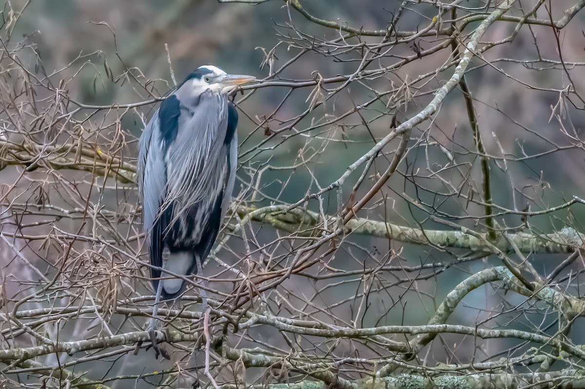 Great Blue Heron - ML614068792