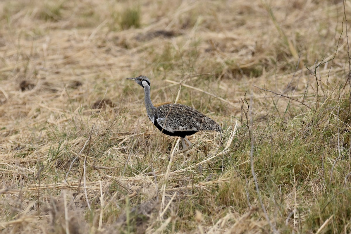 Hartlaub's Bustard - ML614068800