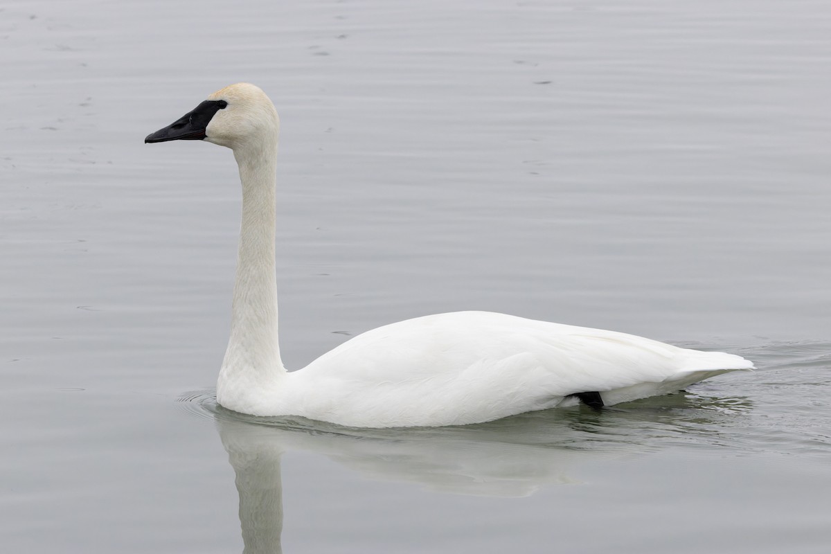 Trumpeter Swan - ML614068816