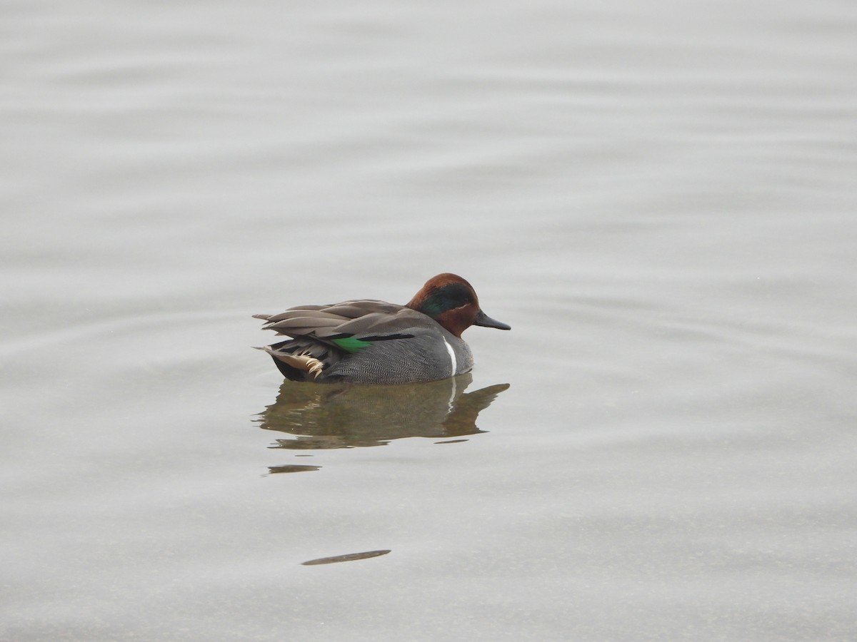 Green-winged Teal - ML614068900