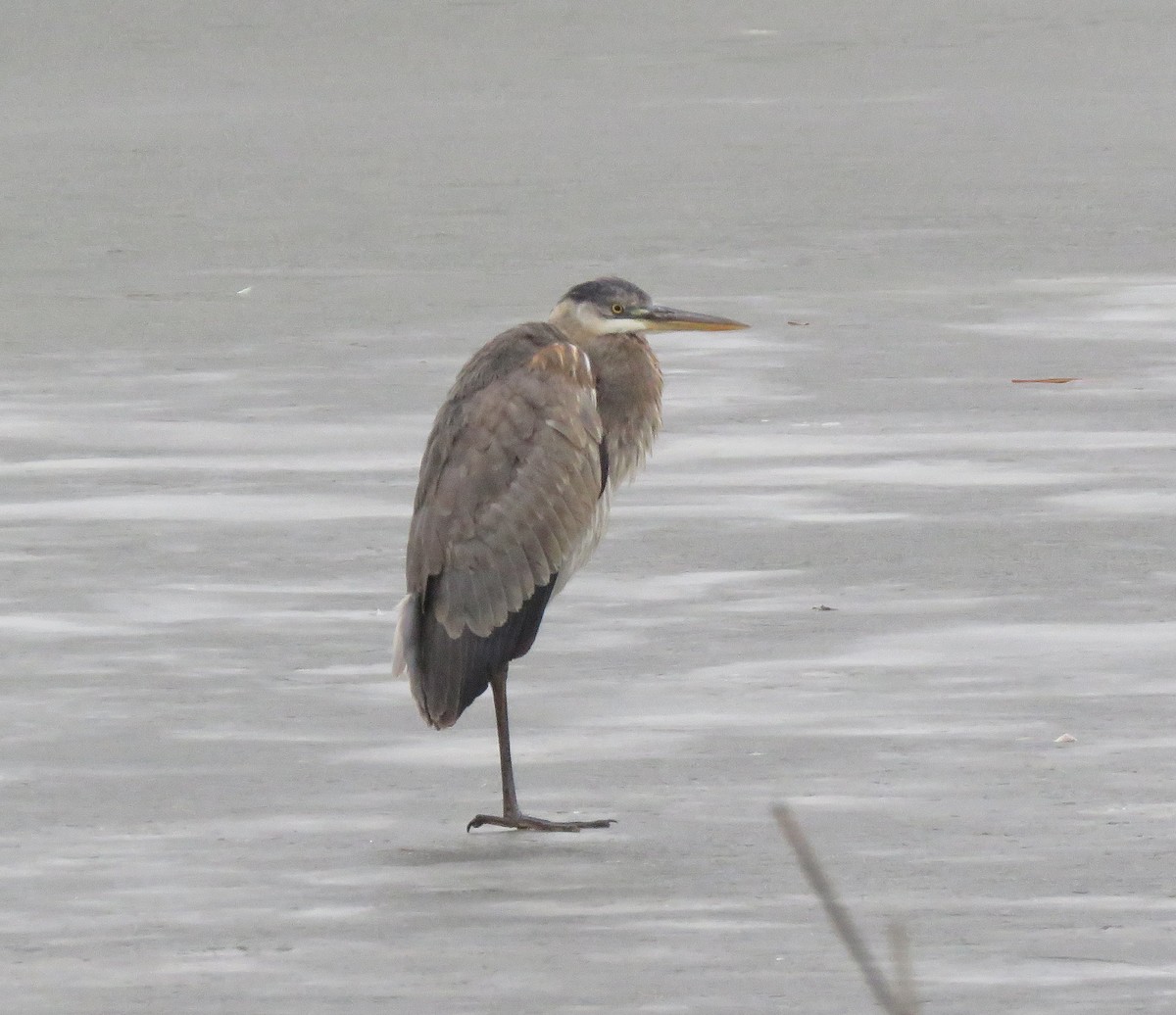 Great Blue Heron - ML614068953