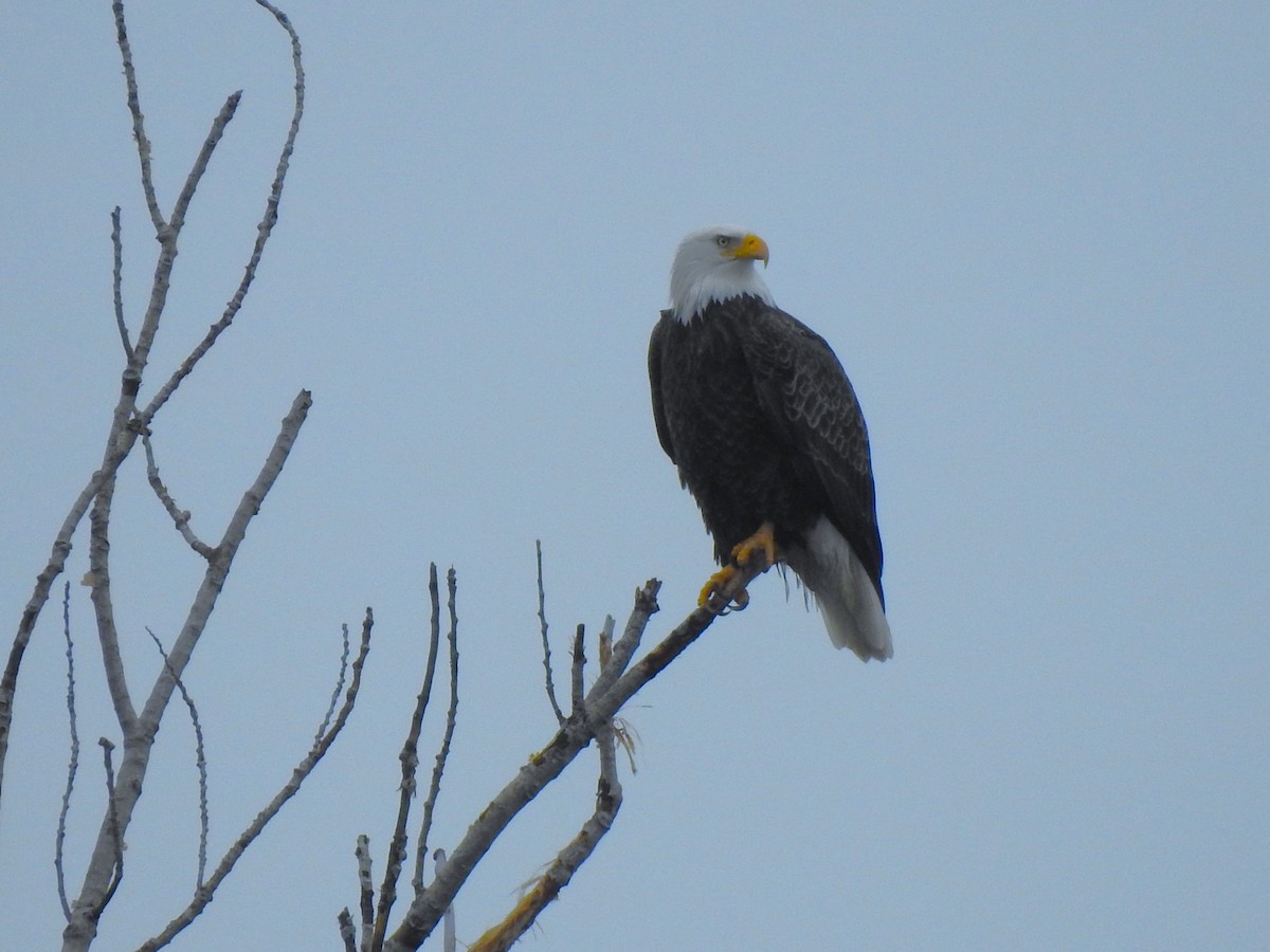 Weißkopf-Seeadler - ML614068954