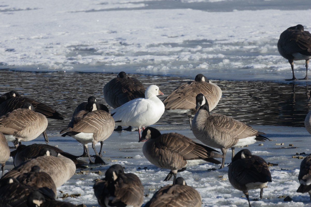 Ross's Goose - ML614068956