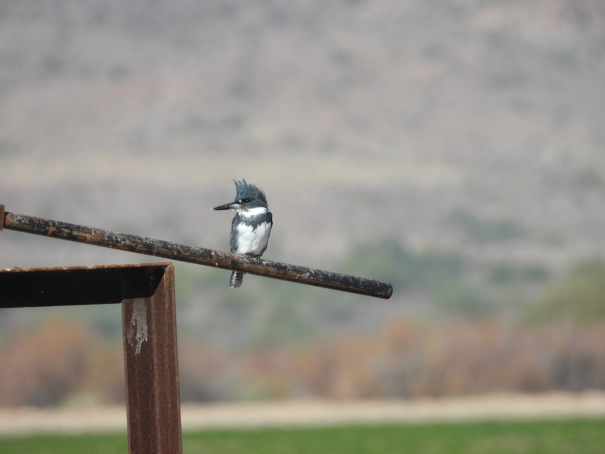 Belted Kingfisher - ML614068957