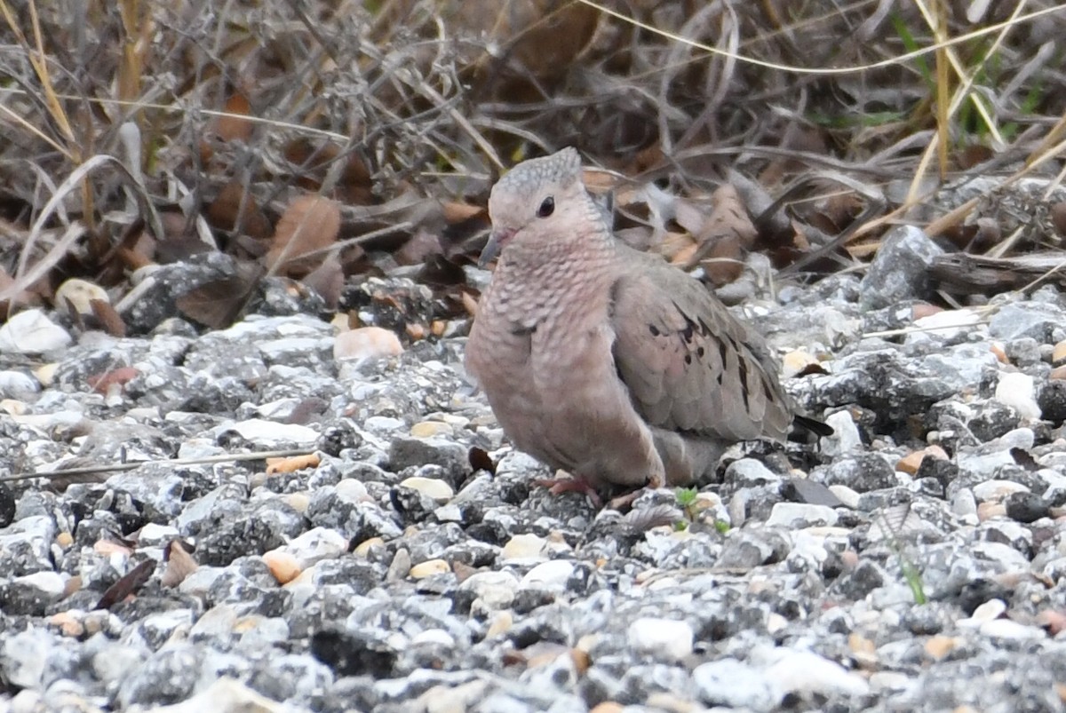 Common Ground Dove - ML614069025