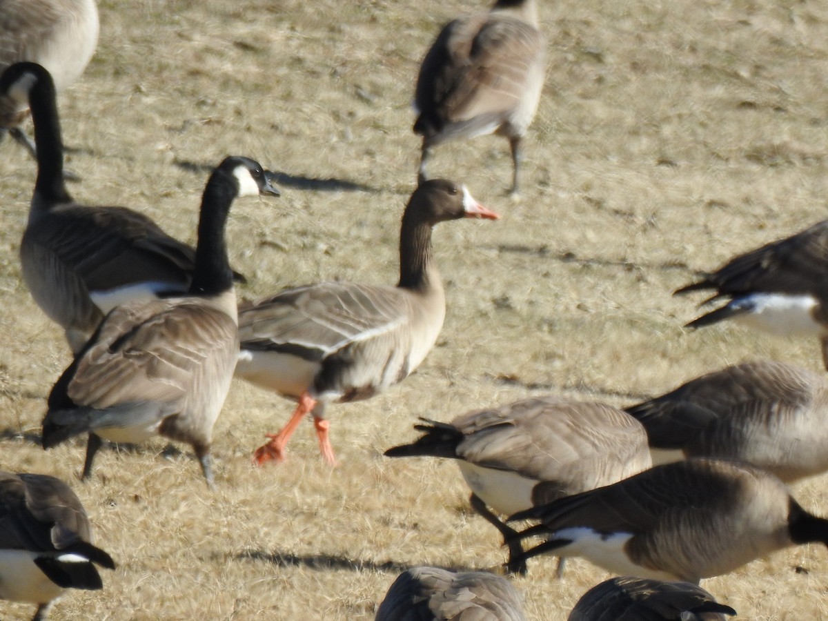 Greater White-fronted Goose - ML614069028
