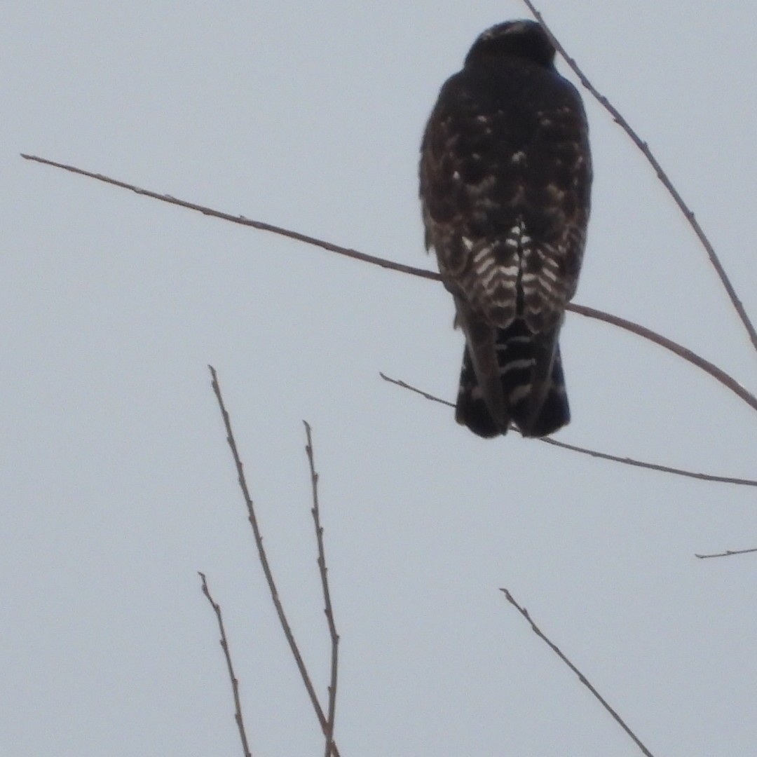 Rough-legged Hawk - ML614069032