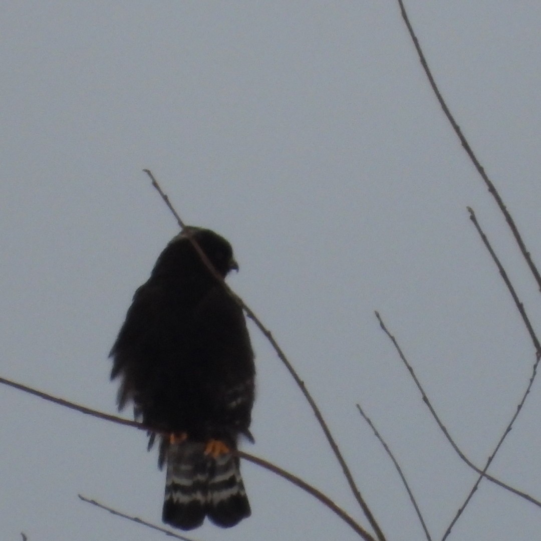 Rough-legged Hawk - ML614069033