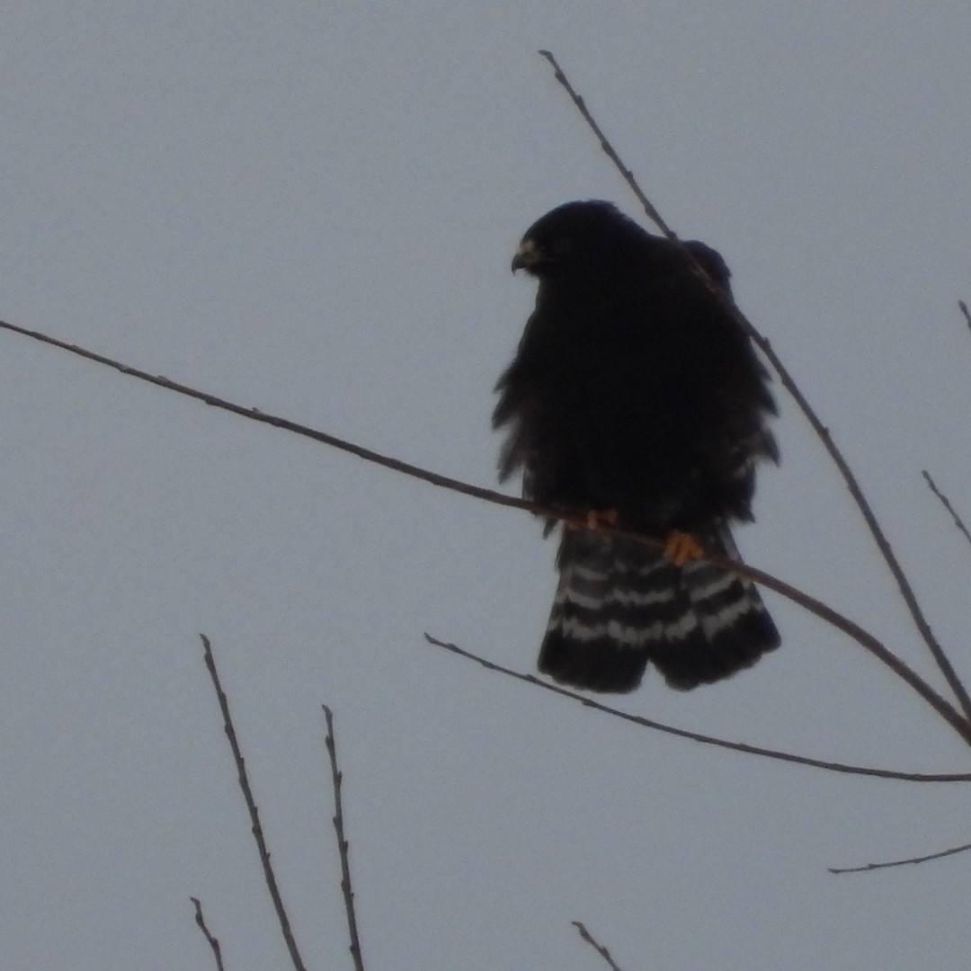 Rough-legged Hawk - ML614069035