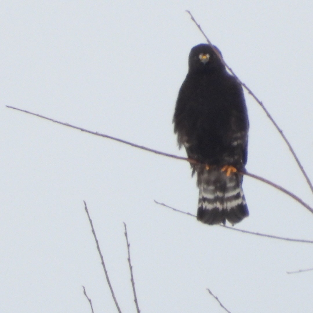 Rough-legged Hawk - ML614069036