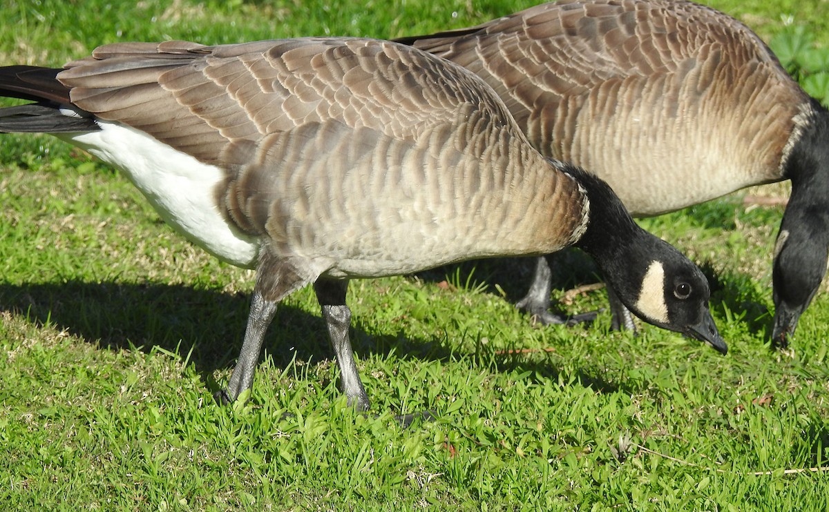 Cackling Goose (Aleutian) - ML614069060