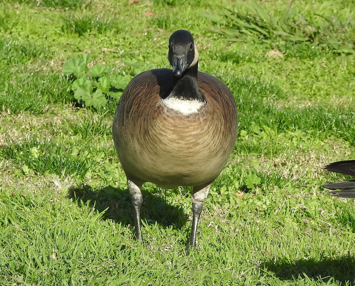 berneška malá (ssp. leucopareia) - ML614069061