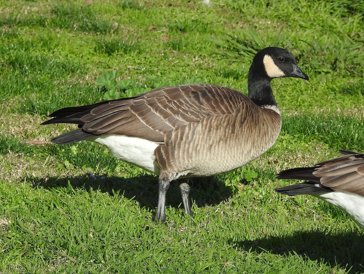 Cackling Goose (Aleutian) - ML614069062