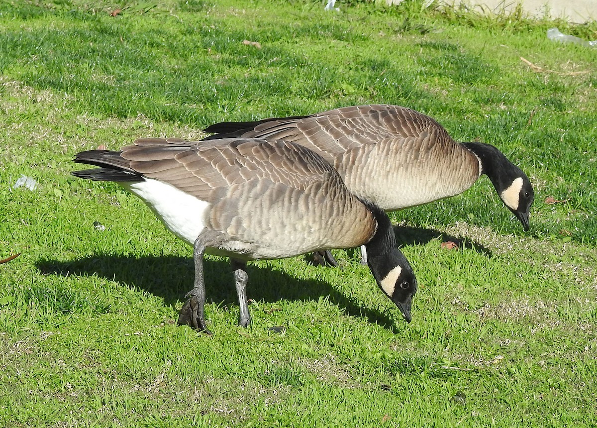 Cackling Goose (Aleutian) - ML614069063