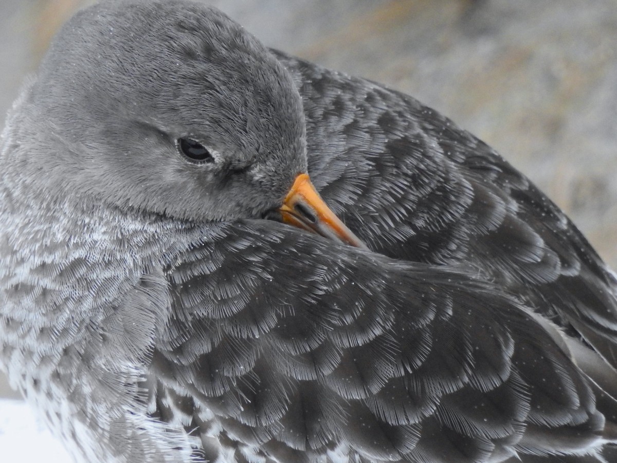 Purple Sandpiper - ML614069077