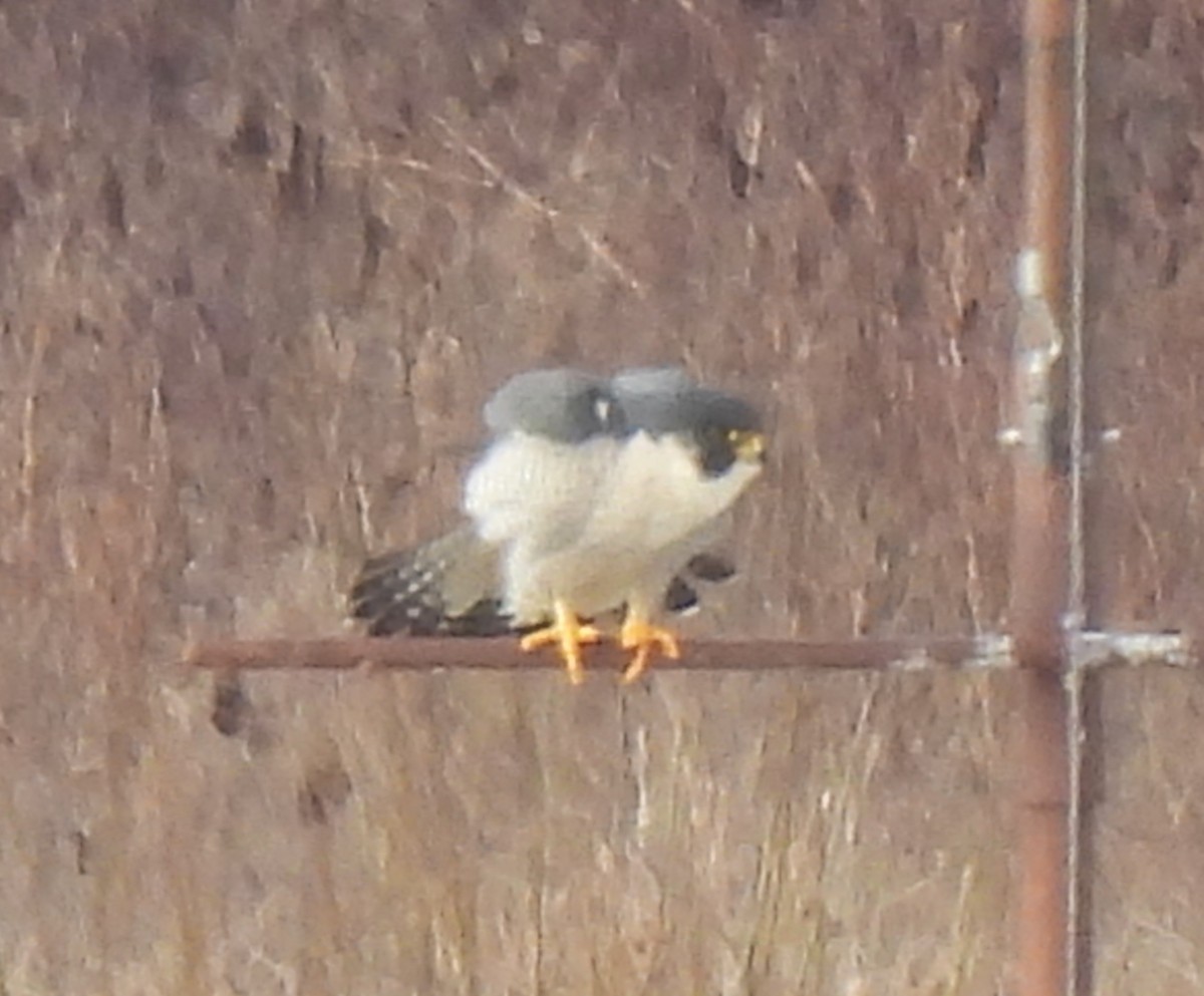 Peregrine Falcon - ML614069090