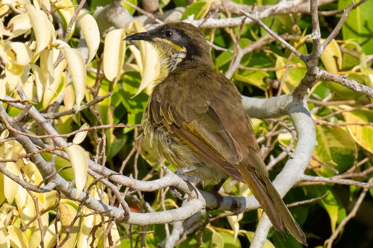 Varied Honeyeater - ML614069122