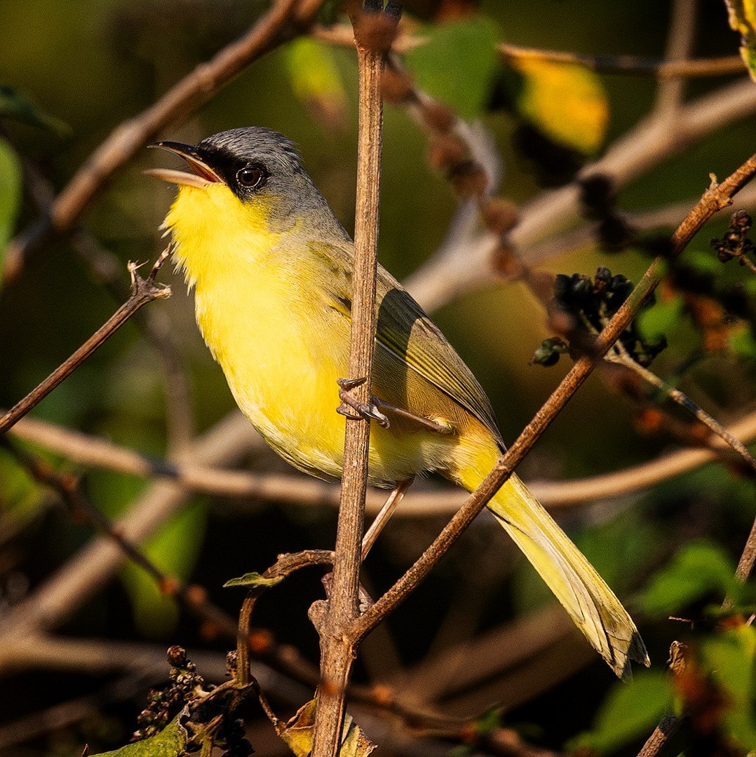 Gray-crowned Yellowthroat - ML614069128