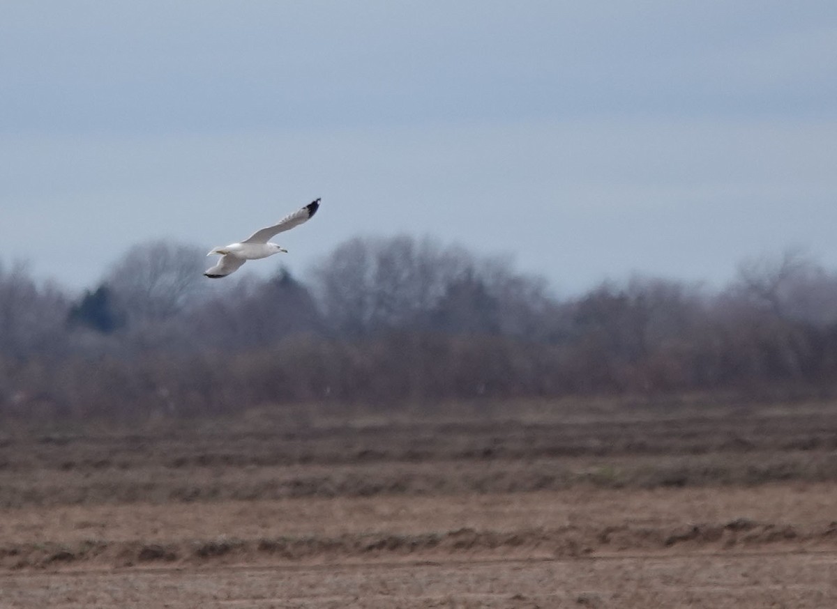 Ring-billed Gull - ML614069166