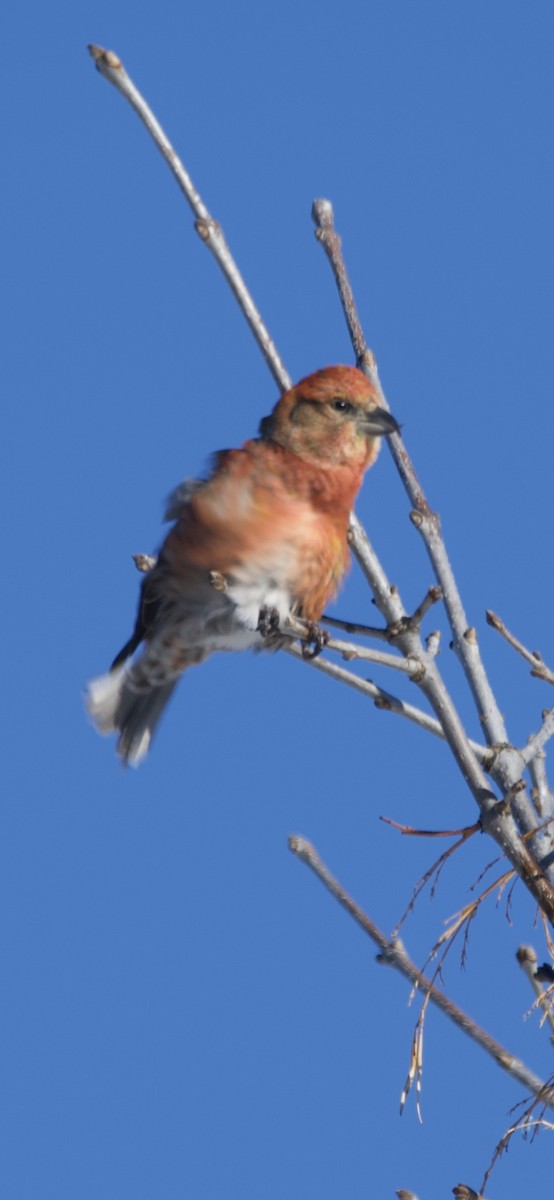 Red Crossbill - Tim Ray