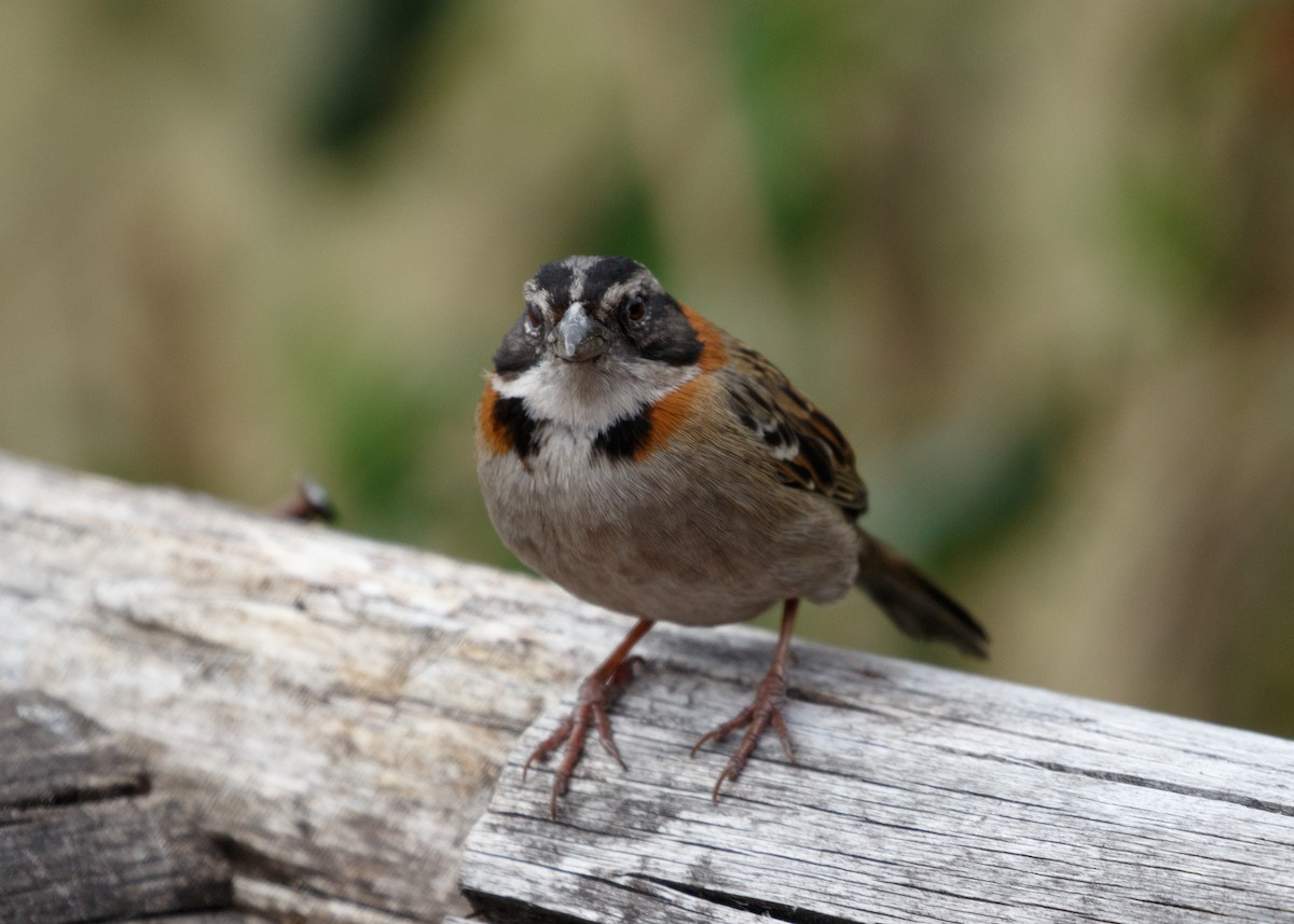 Rufous-collared Sparrow - ML614069216