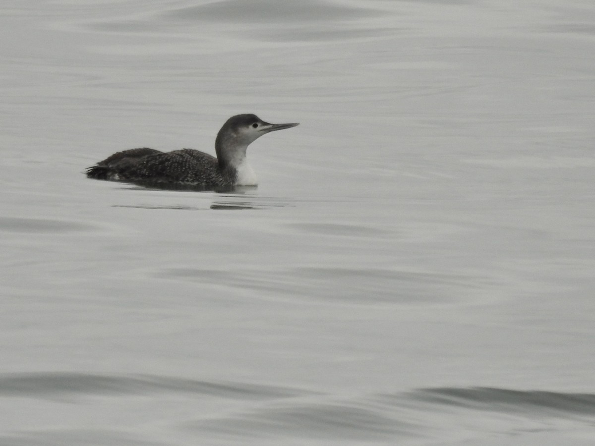 Red-throated Loon - ML614069256