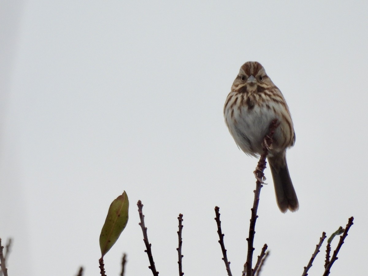 Song Sparrow - ML614069264