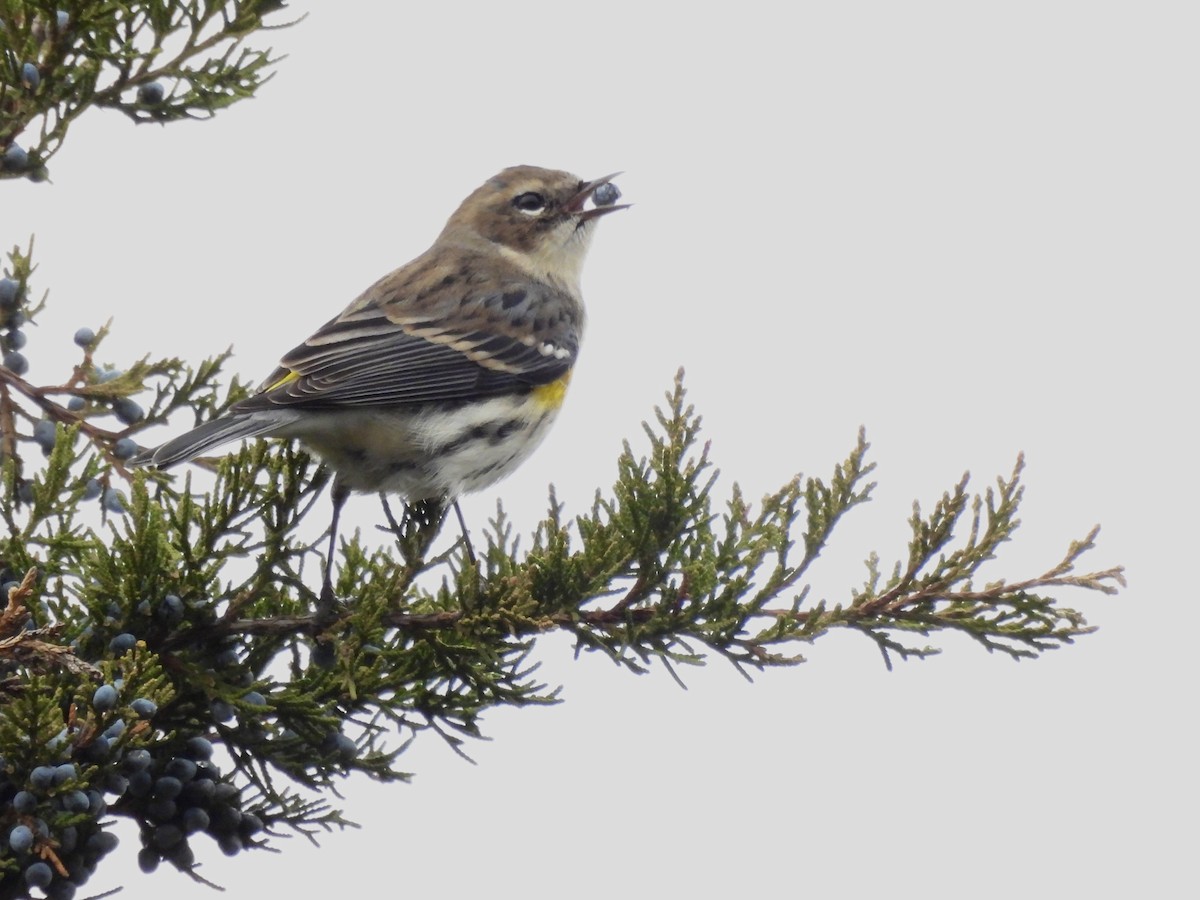 Yellow-rumped Warbler - ML614069281