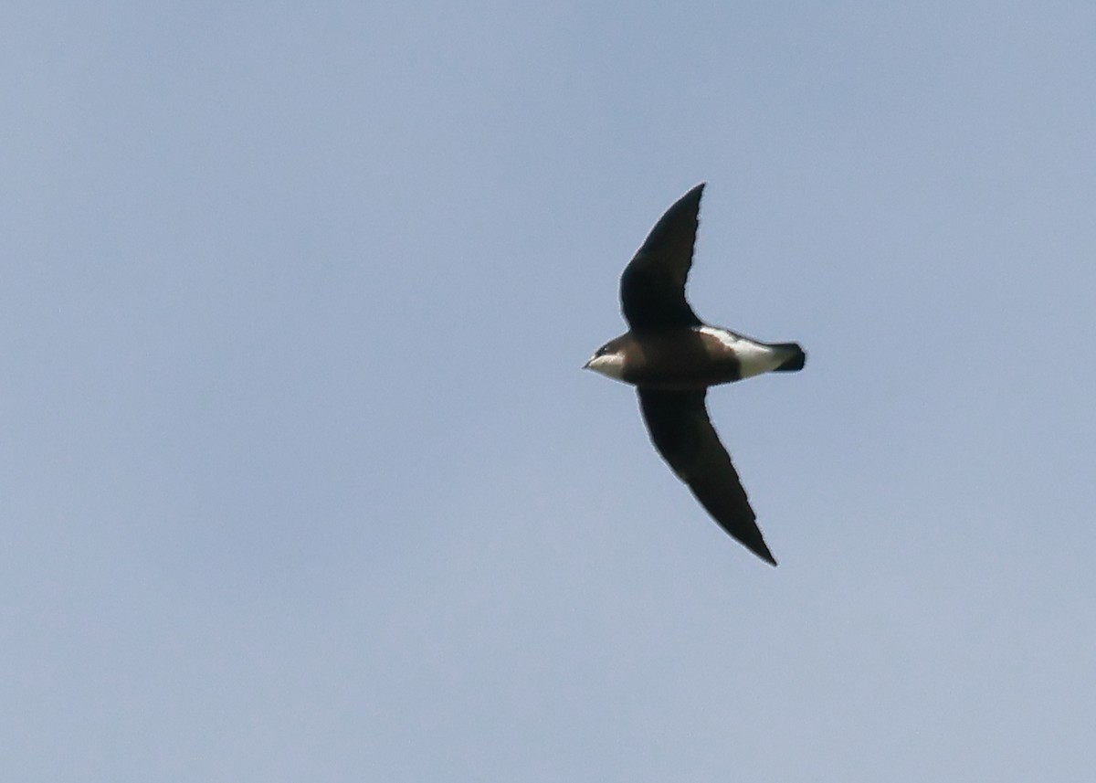 White-throated Needletail - Michael Rutkowski