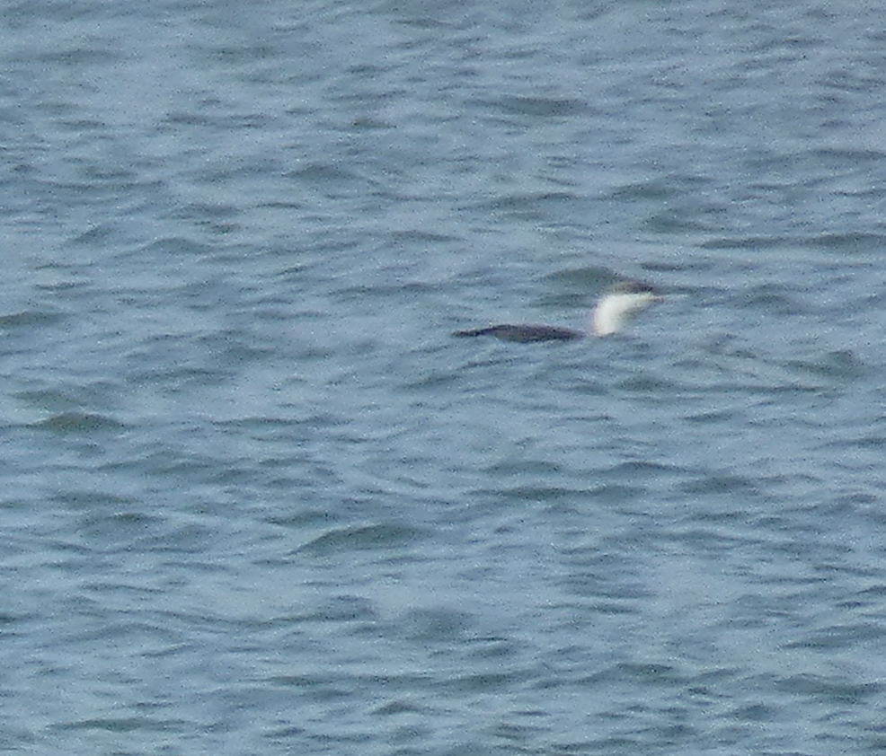 Red-throated Loon - ML614069383