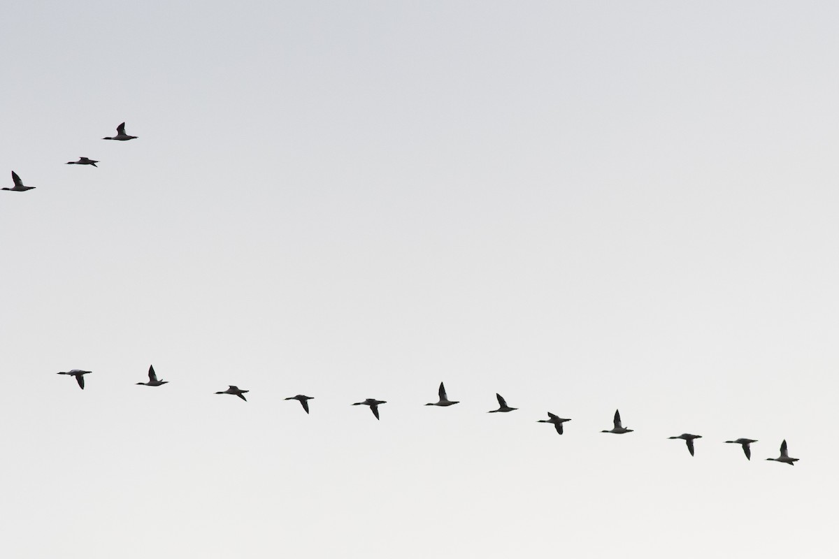 Büyük Tarakdiş - ML614069402