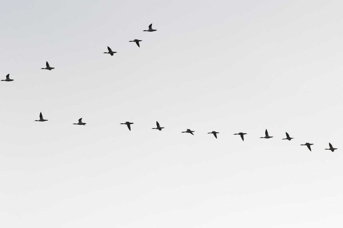 Büyük Tarakdiş - ML614069404