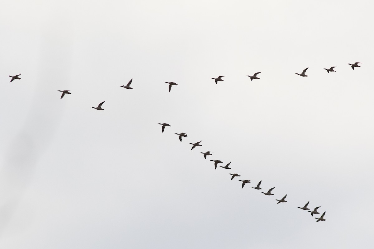 Büyük Tarakdiş - ML614069410