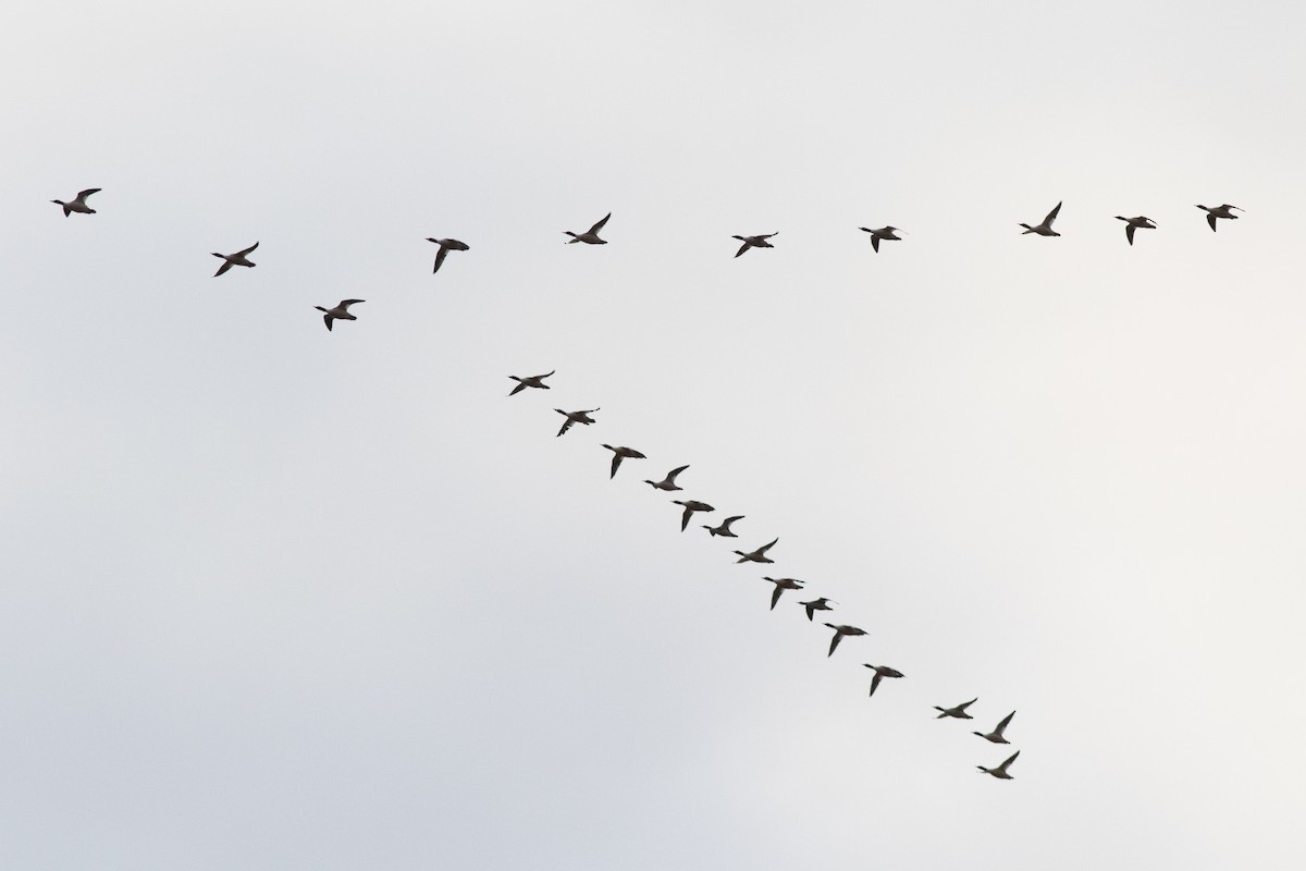 Büyük Tarakdiş - ML614069411