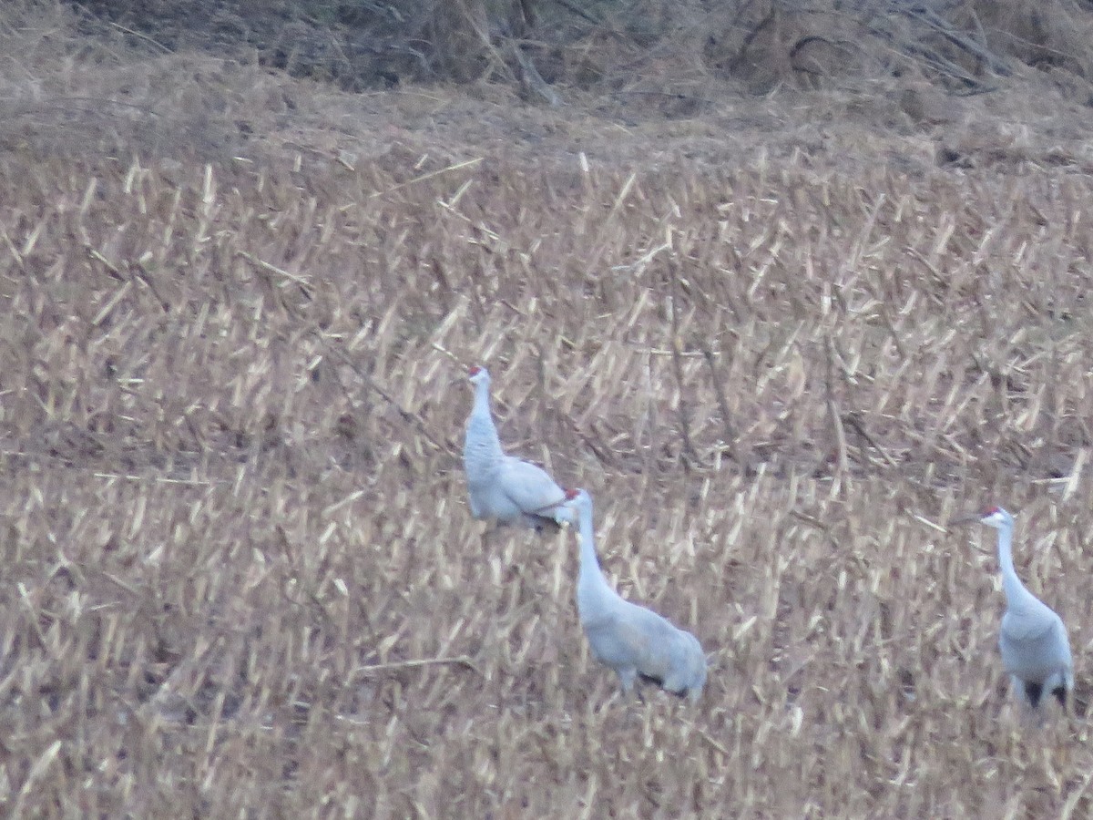 Sandhill Crane - David Padulo