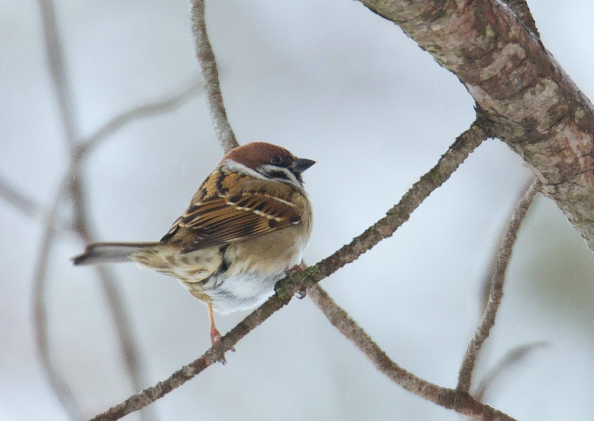 Eurasian Tree Sparrow - Tom Devecseri