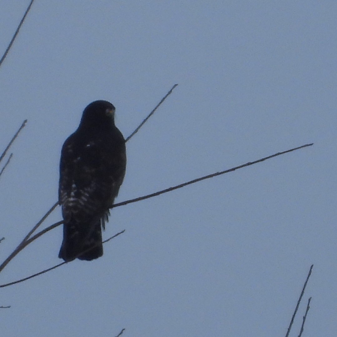 Rough-legged Hawk - ML614069460