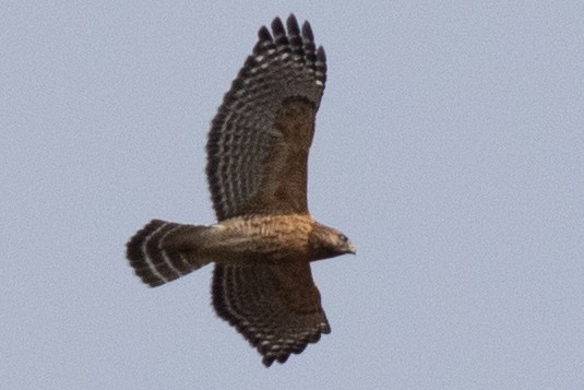 Red-shouldered Hawk - ML614069493