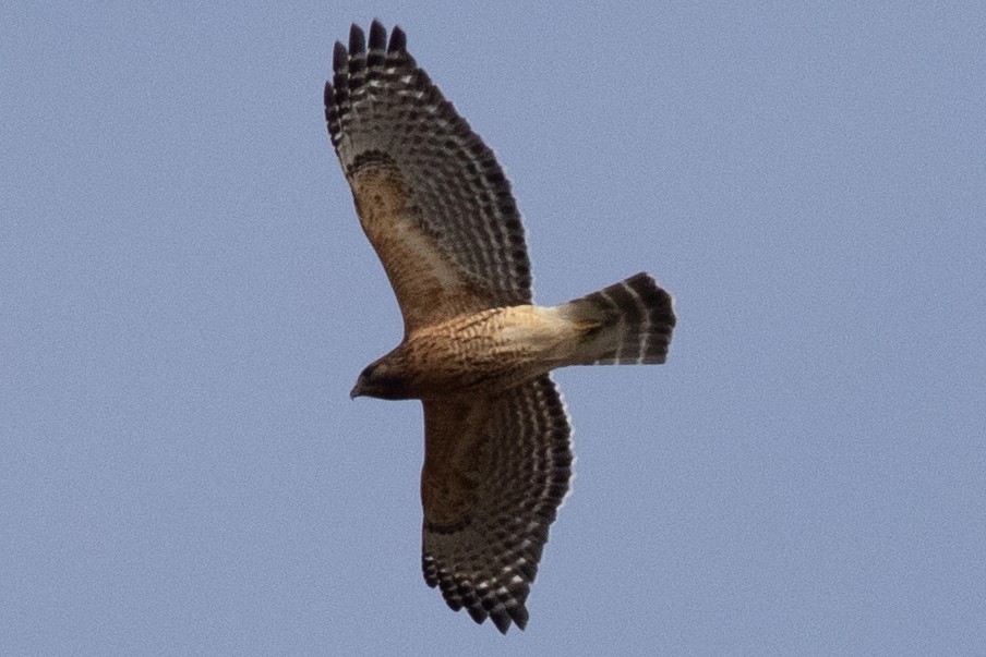 Red-shouldered Hawk - ML614069494