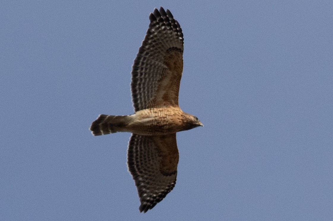 Red-shouldered Hawk - ML614069495