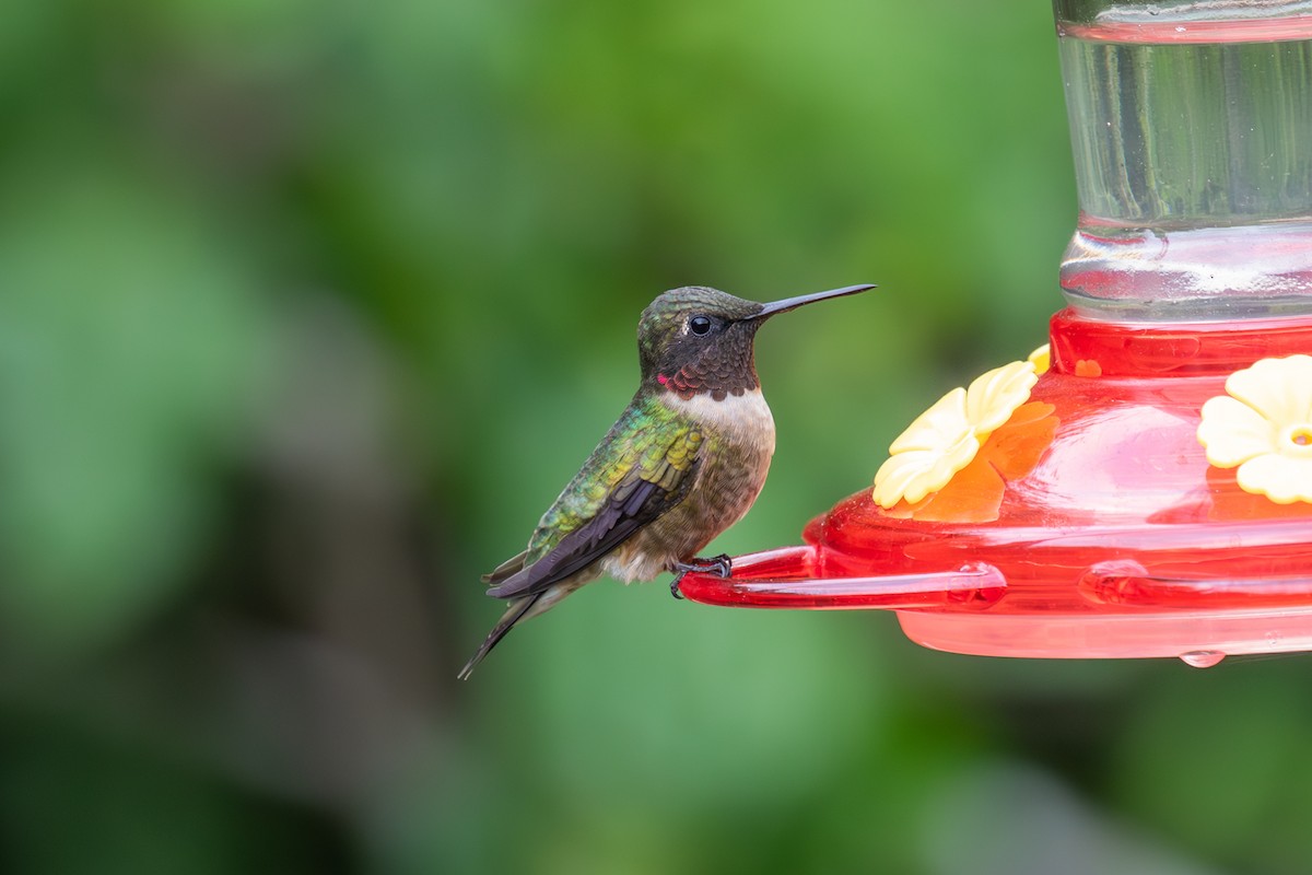 Colibri à gorge rubis - ML614069577