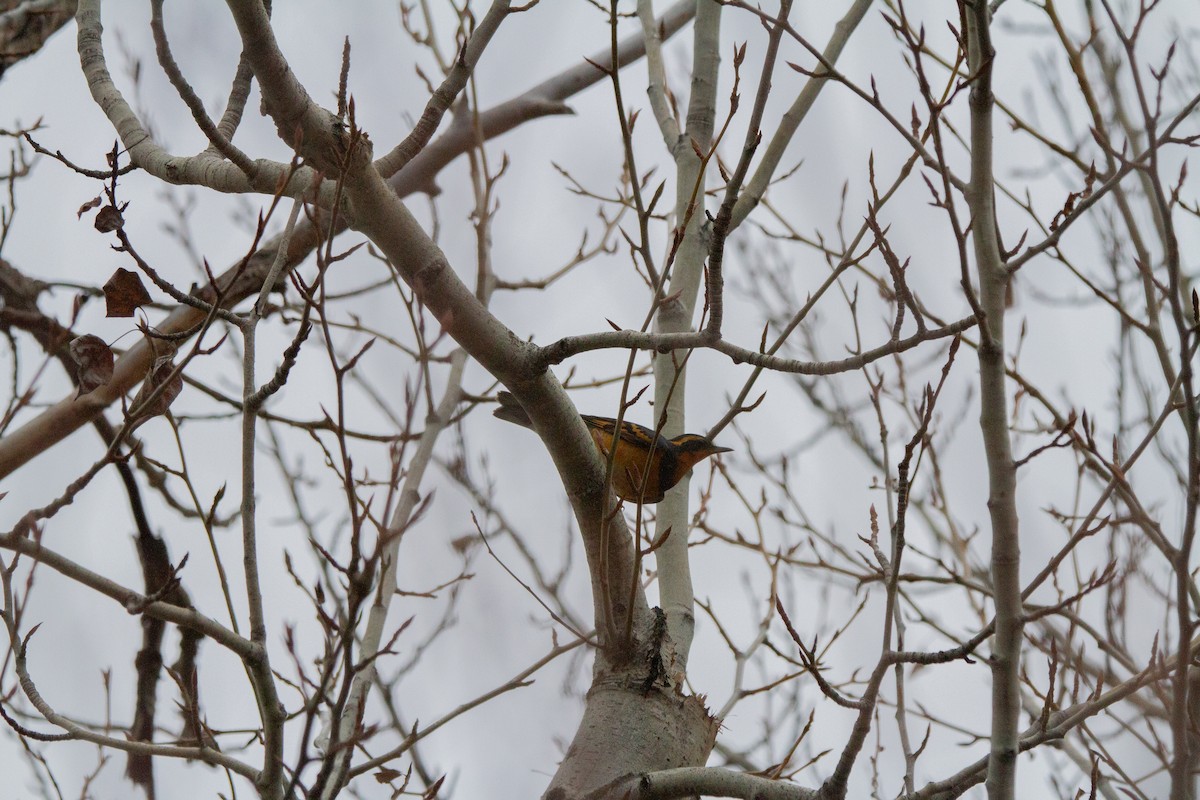 Varied Thrush - ML614069702