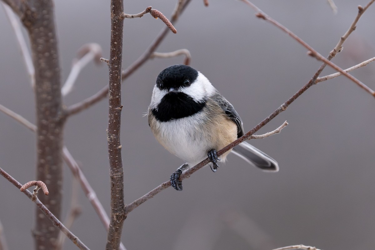 Black-capped Chickadee - ML614069727