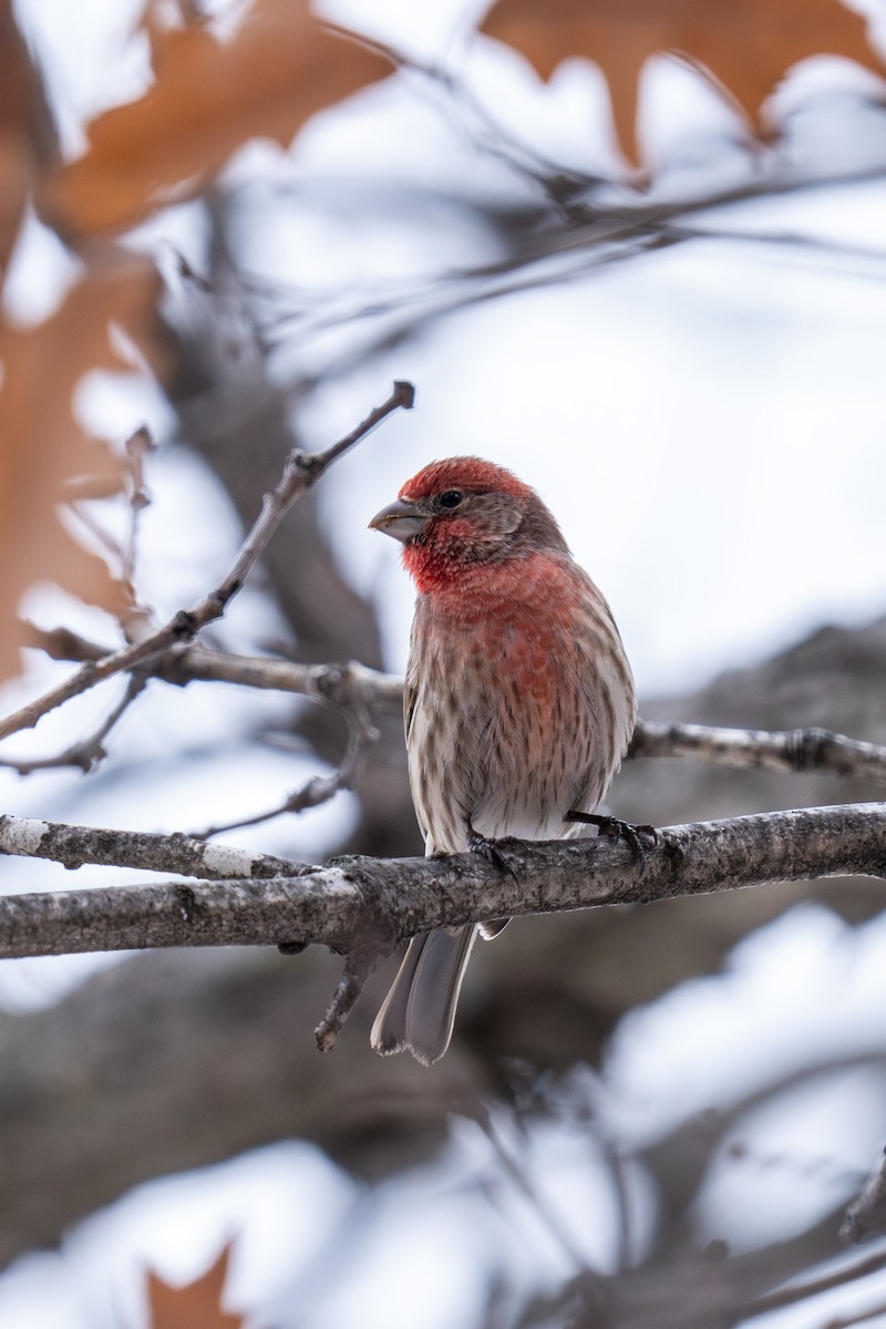 House Finch - ML614069735