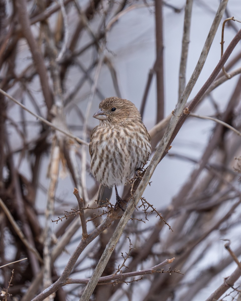 House Finch - ML614069736