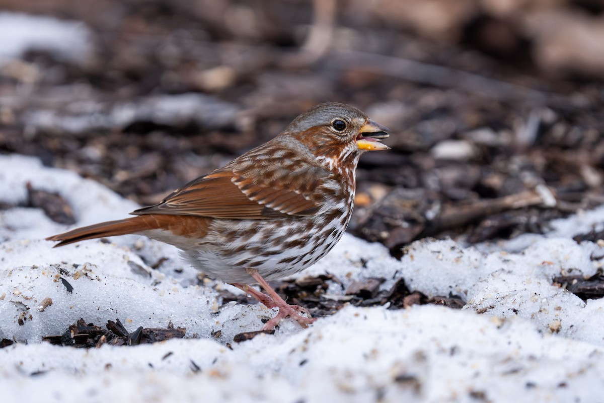 Fox Sparrow - ML614069747