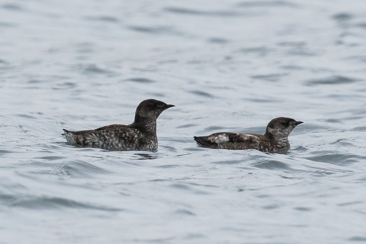 Marbled Murrelet - ML614069750